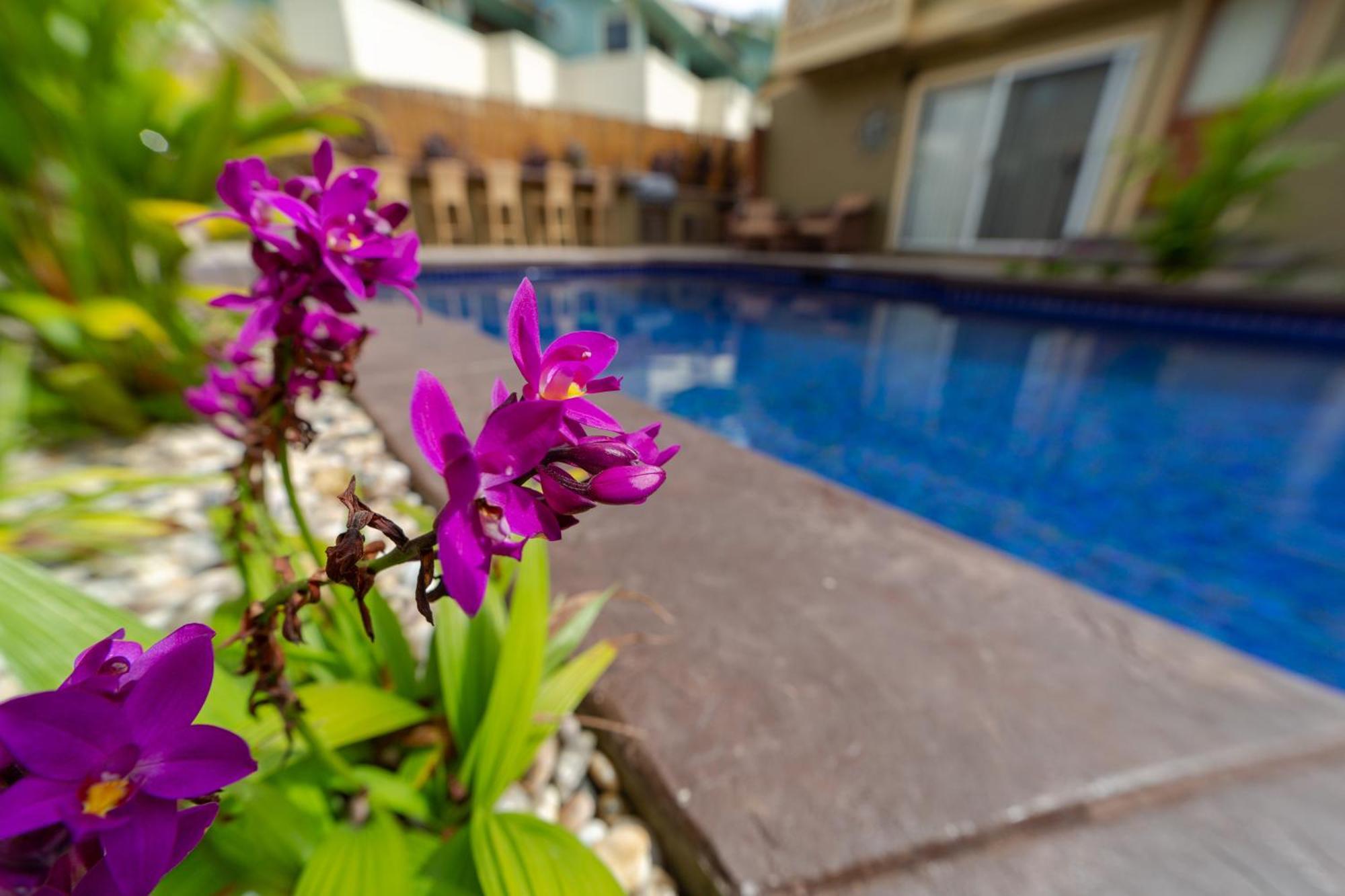 Plumeria Suite, 2-Bedrooms, Sleeps 6, Pool & Bbq, Pre-Renovation Summer Sale 키헤이 외부 사진